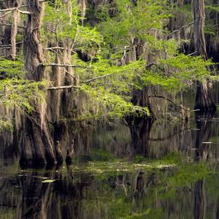 Caddo Lake wallpaper