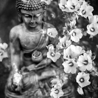 Buddha nature wallpaper