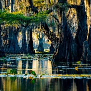 Caddo Lake wallpaper
