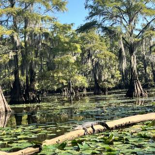 Caddo Lake wallpaper