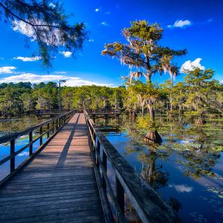 Caddo Lake wallpaper