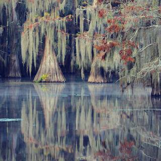 Caddo Lake wallpaper