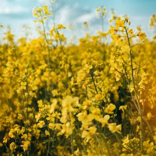 Warm yellow wallpaper