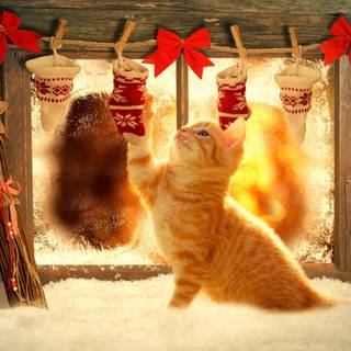 Christmas cats cute wallpaper