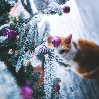Christmas cats cute wallpaper