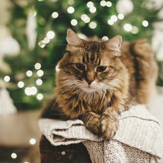 Christmas cats cute wallpaper