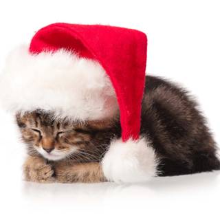 Christmas cats cute wallpaper