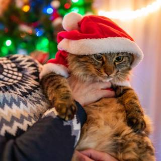 Christmas cats cute wallpaper