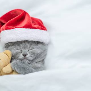 Christmas cats cute wallpaper