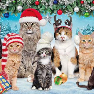 Christmas cats cute wallpaper