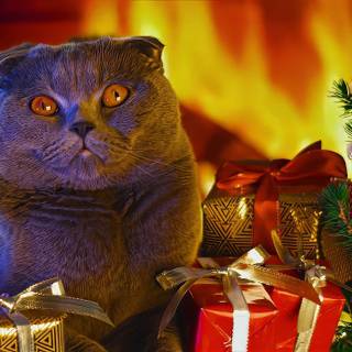Christmas cats cute wallpaper