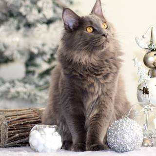 Christmas cat grey wallpaper