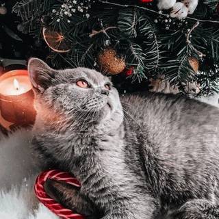 Christmas cat grey wallpaper