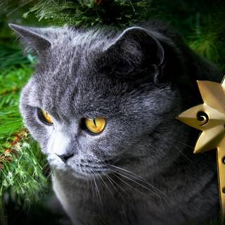 Christmas cat grey wallpaper