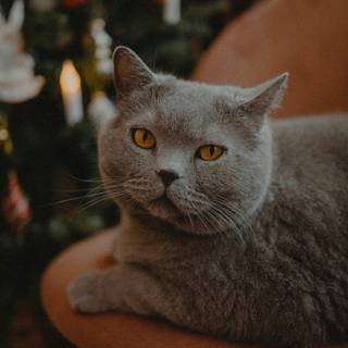 Christmas cat grey wallpaper