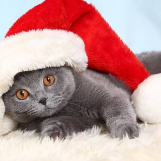 Christmas cat grey wallpaper
