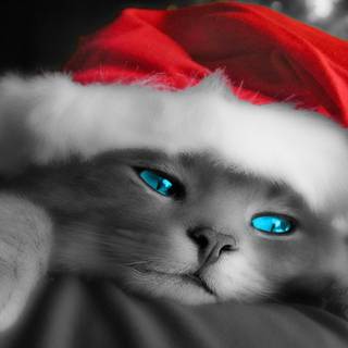Christmas cat grey wallpaper