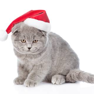 Christmas cat grey wallpaper