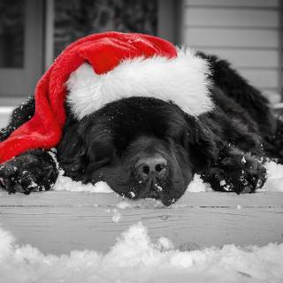 Christmas black HD wallpaper