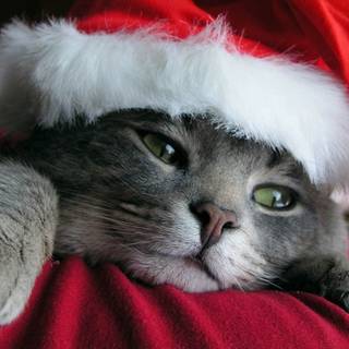 Christmas cat grey wallpaper