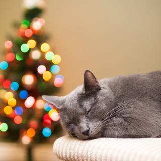 Christmas cat grey wallpaper