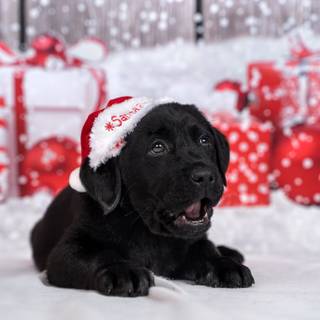 Christmas black dogs wallpaper
