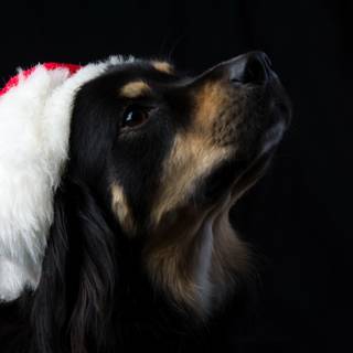 Christmas black dogs wallpaper