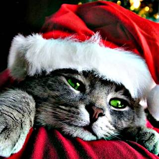 Christmas cat grey wallpaper