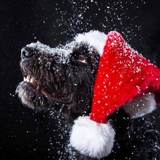 Christmas black dogs wallpaper