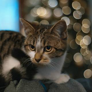 Christmas cat grey wallpaper