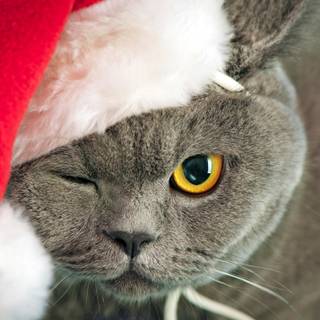 Christmas cat grey wallpaper