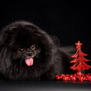 Christmas black dogs wallpaper