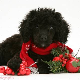 Christmas black dogs wallpaper