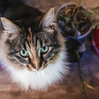 Christmas cat grey wallpaper