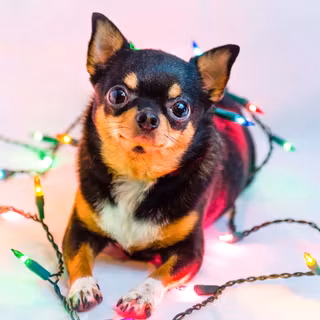 Christmas black dogs wallpaper