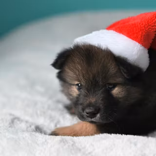 Christmas black dogs wallpaper