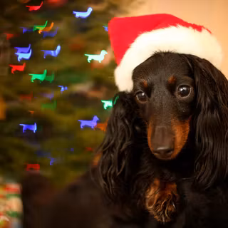 Christmas black dogs wallpaper