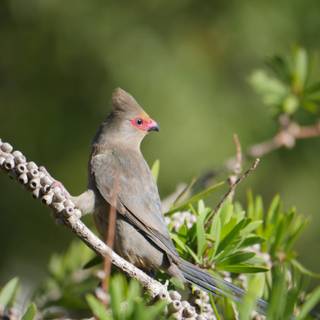 Mousebird wallpaper