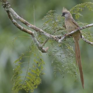 Mousebird wallpaper