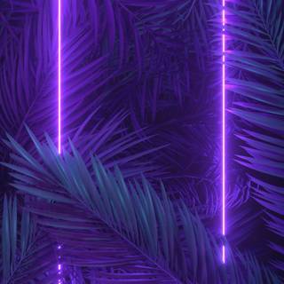 2560x1440 purple wallpaper