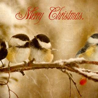 Birds Christmas wallpaper