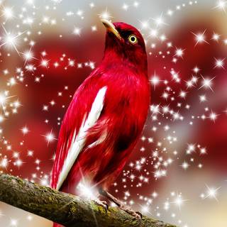 Birds Christmas wallpaper