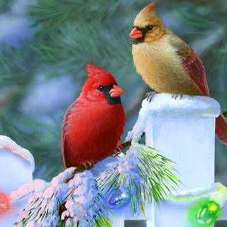 Birds Christmas wallpaper