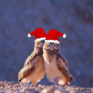 Birds Christmas wallpaper