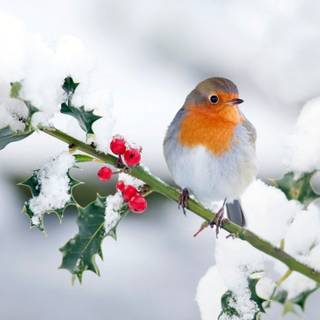 Birds Christmas wallpaper