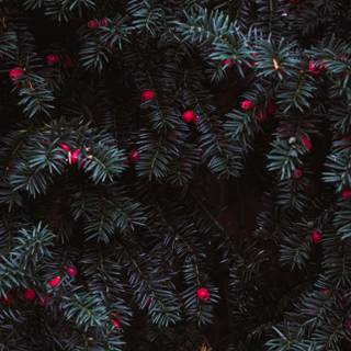 Black Christmas iPhone wallpaper
