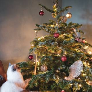 Christmas 1440x2560 wallpaper