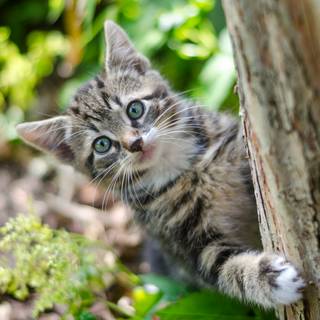 Gray tabby cat wallpaper