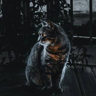 Gray tabby cat wallpaper