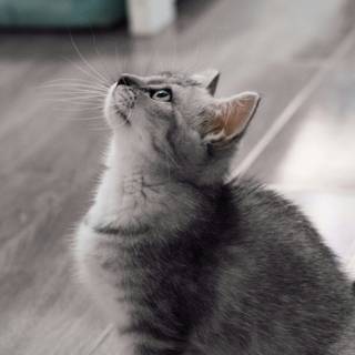 Gray tabby cat wallpaper